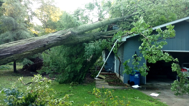 Tree and Crane service