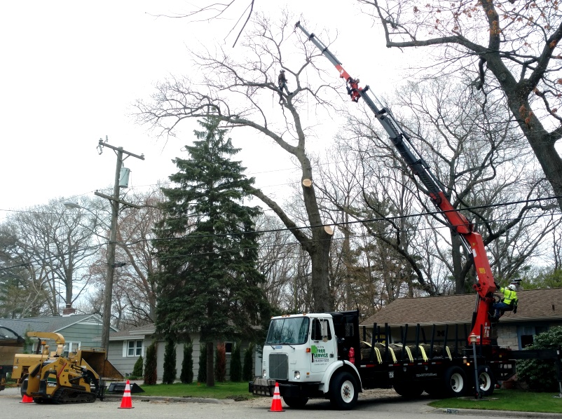 Tree Service