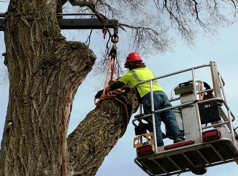 Tree crane branch