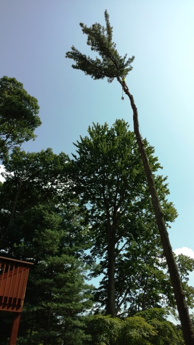 Tree removal insured